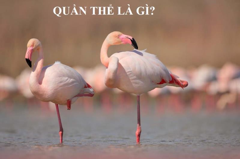 Bạn hiểu khái niệm Quần thể là gì