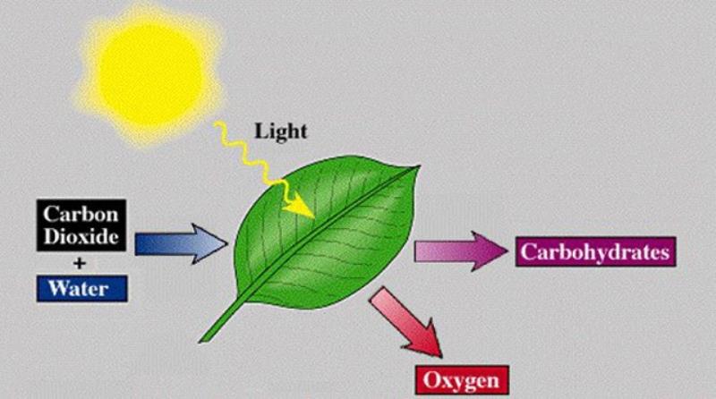 Quang hợp có vai trò như thế nào?
