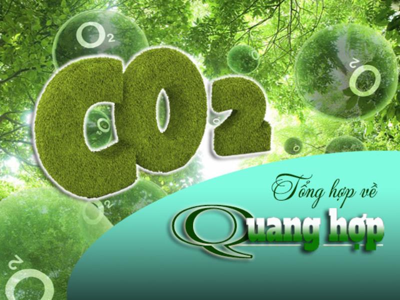 Quang hợp là gì bạn đã biết