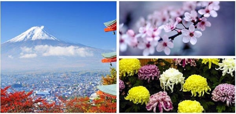 Quốc hoa của Nhật Bản là gì