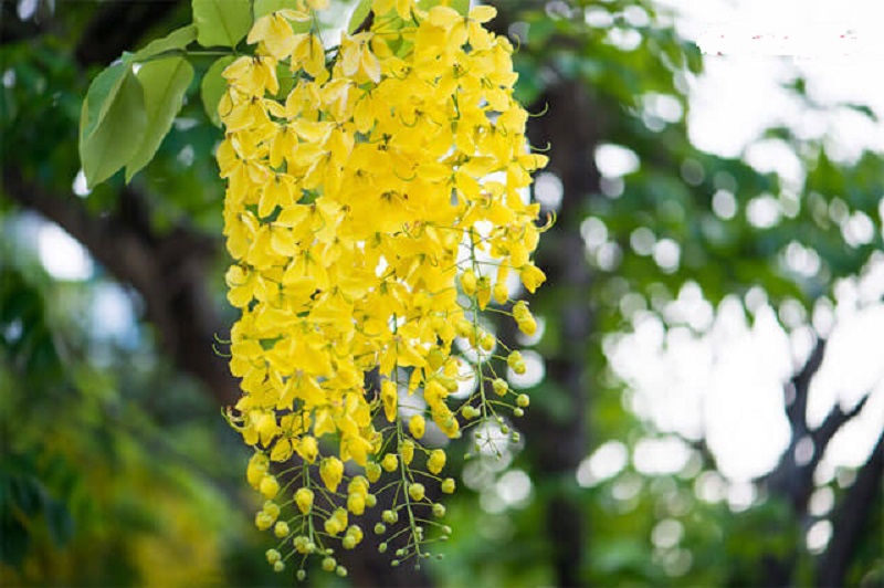 Thời điểm nở hoa