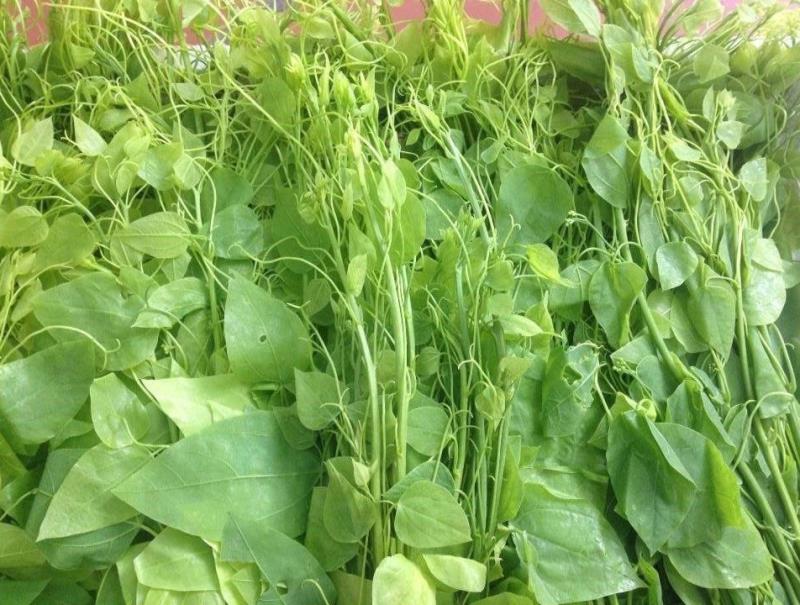 Rau bò khai là rau gì