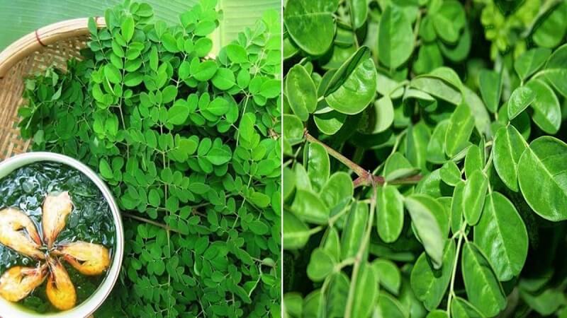 Chùm ngây và bồ ngót - hai loại rau giống nhau