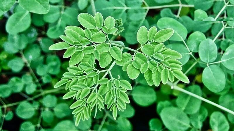 Rau chùm ngây và các tên gọi khác