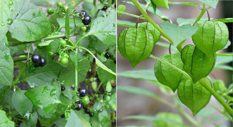 Phân biệt tầm bóp và lu lu đực