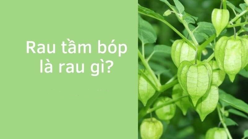 Rau tầm bóp là rau gì
