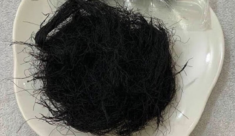 Rong tóc tiên có màu đen và dạng sợi như sợi tóc