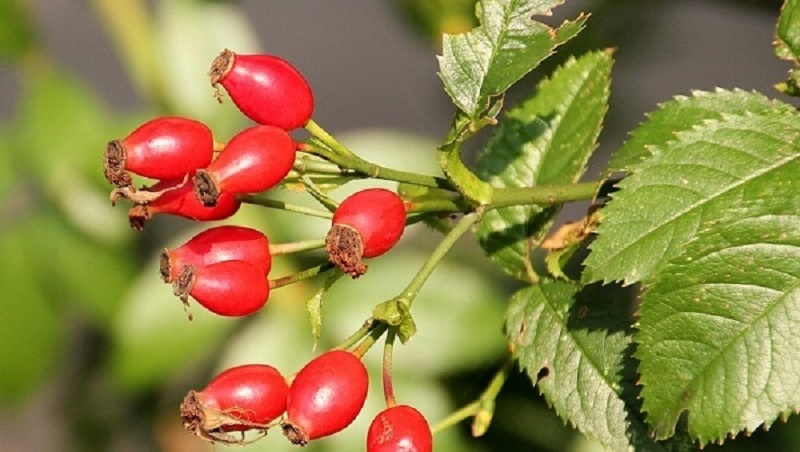 Nguồn gốc của Rosehip oil
