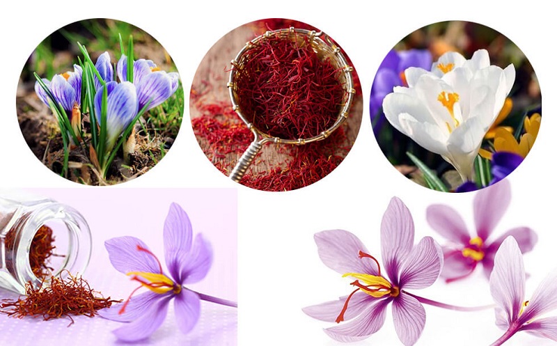 Saffron với việc làm đẹp