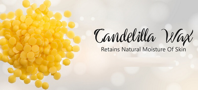 Sáp candelilla là gì