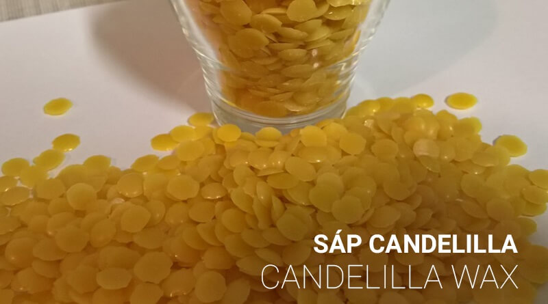 Trong sáp candelilla có thành phần gì