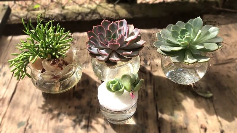 Sen đá có rất nhiều loại khác nhau