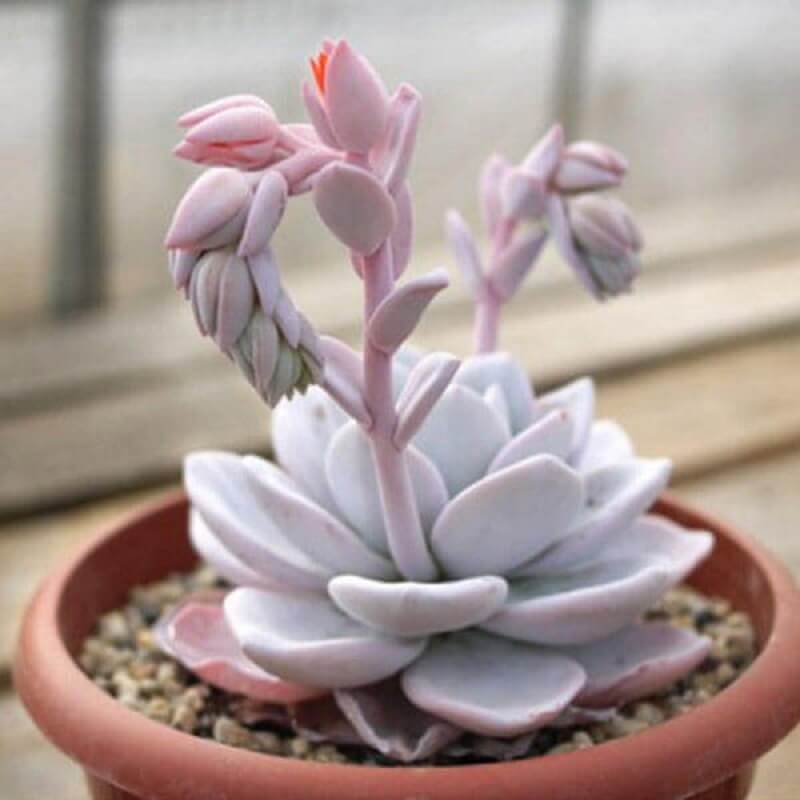 Biểu tượng của tình yêu trường cửu