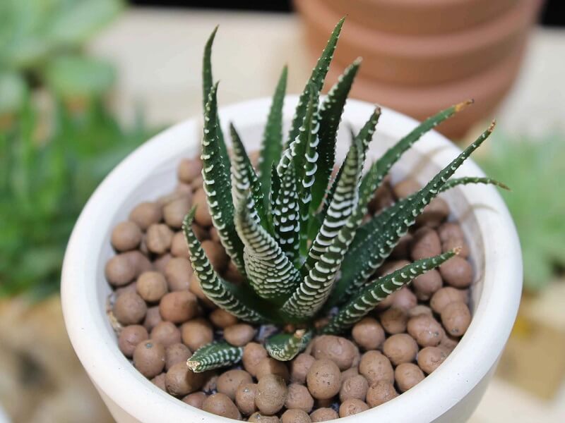 Sen đá móng rồng được coi như một loại bùa hộ mệnh