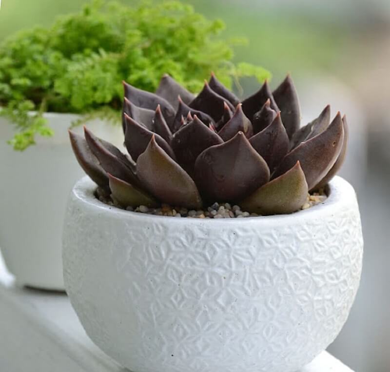 Sen đá nâu cũng được coi như một biểu tượng của tình bạn