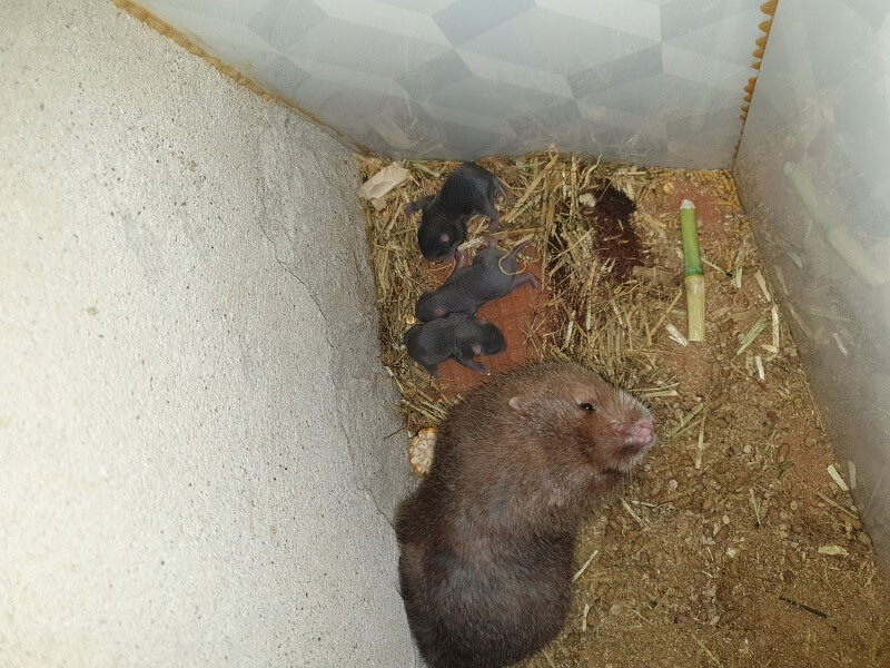 Dúi thích sống vào ban đêm