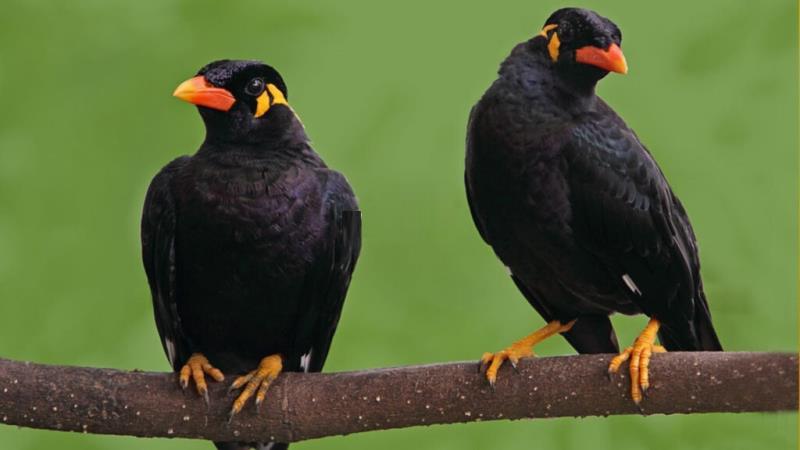 Chim yểng là loài chim sinh sản hữu tính