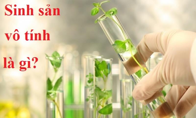 Sinh sản vô tính là gì