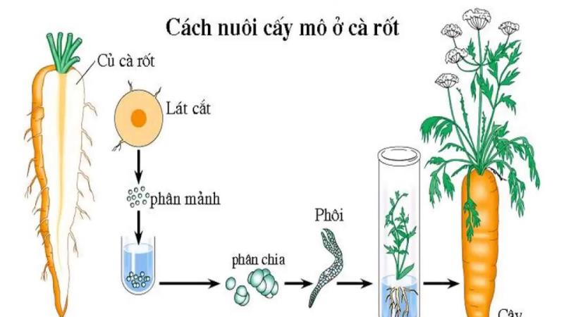 Sinh sản vô tính ở thực vật là gì