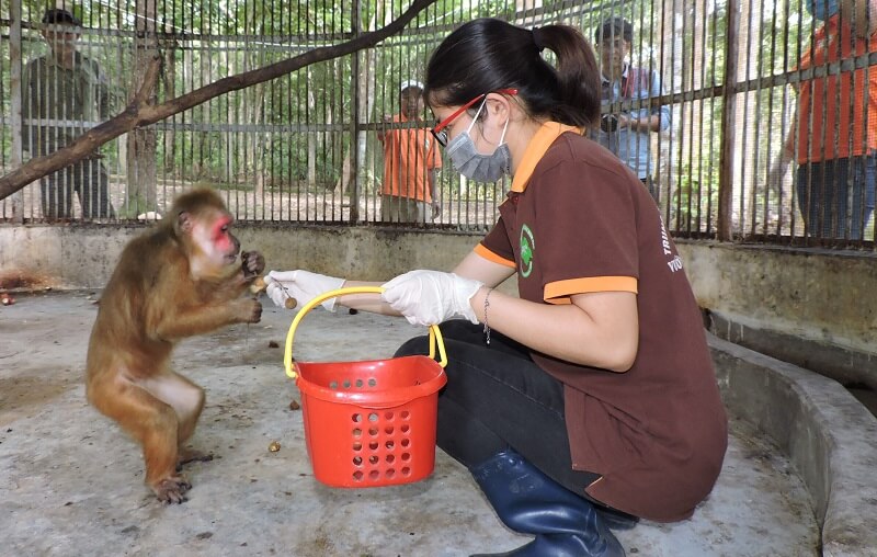 Khỉ trong sở thú chủ yếu ăn trái cây
