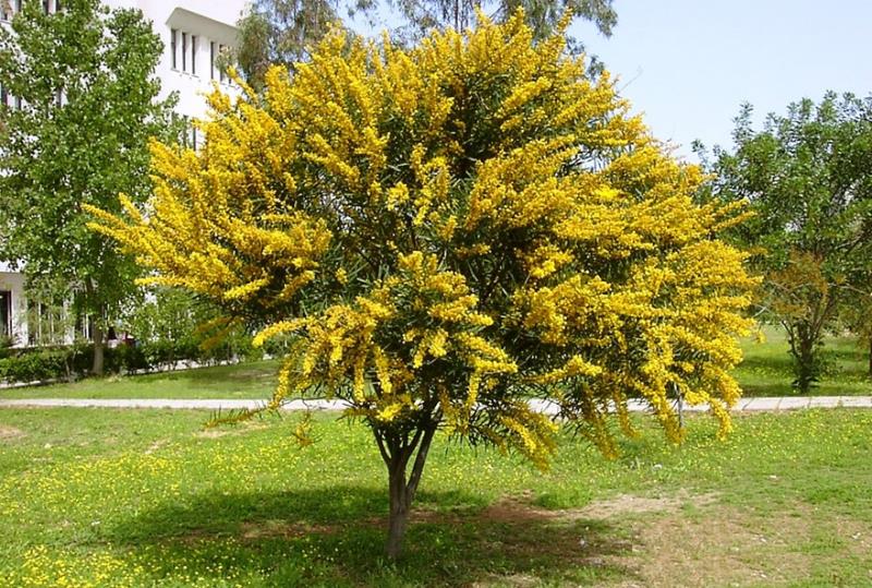 Dòng thân gỗ Acacia có thể sống ở nhiều vùng đất khác nhau