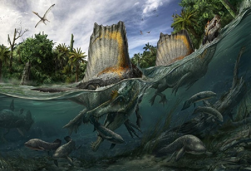 Spinosaurus có biết bơi không