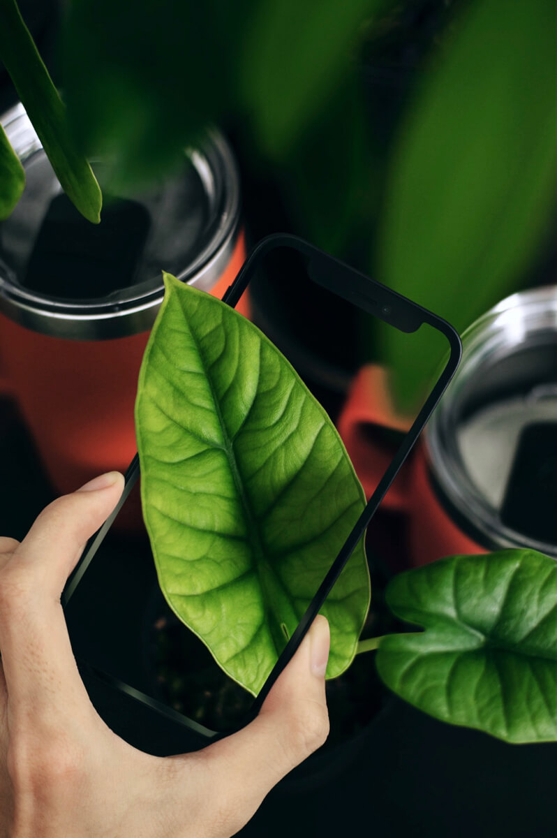 Hành động vạch lá tìm sâu