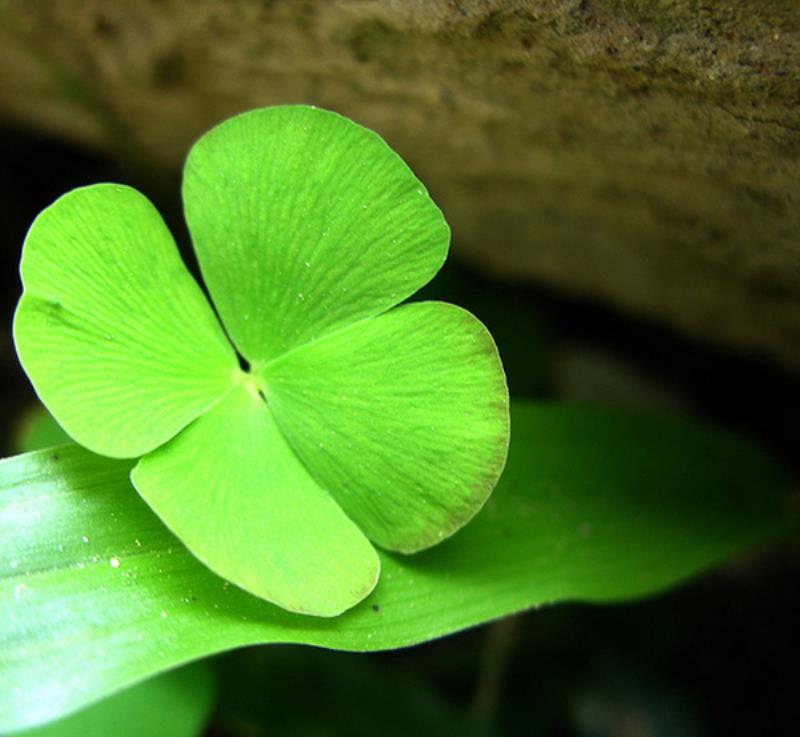 Biểu tượng cho hy vọng và sự cân bằng trong cuộc sống