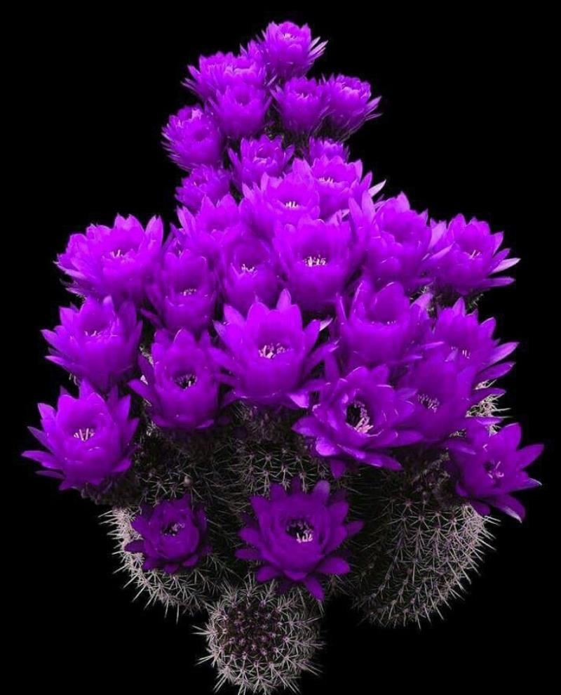 Thể hiện cho sự may mắn song hành