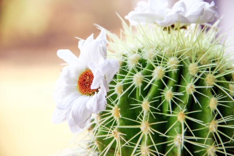 Sự tích của xương rồng nở hoa theo tiếng Tây Ban Nha