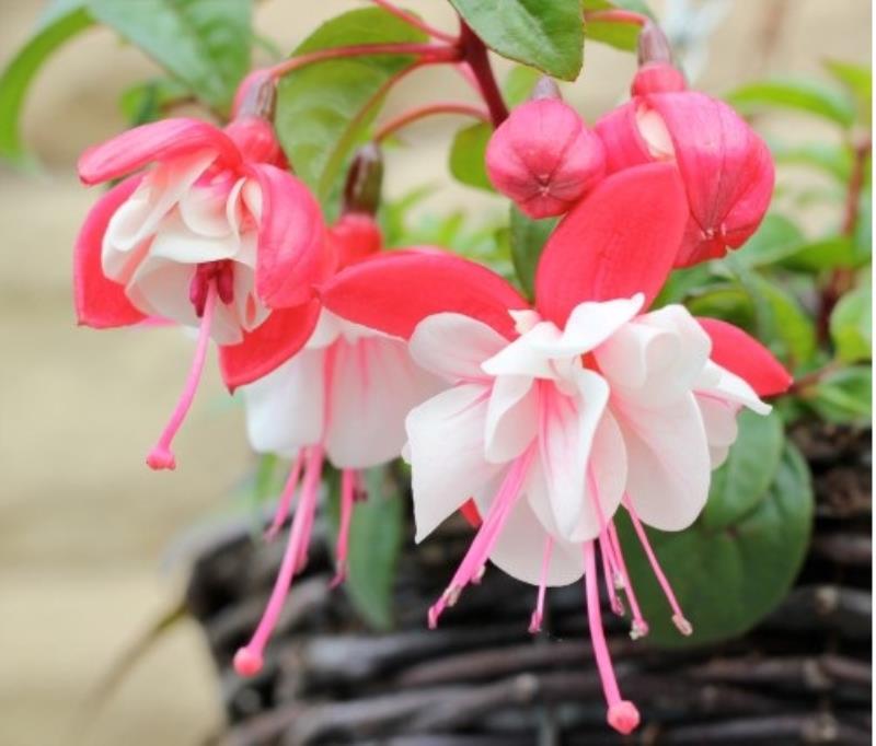 Hoa lồng đèn tượng trưng cho sự tốt lành