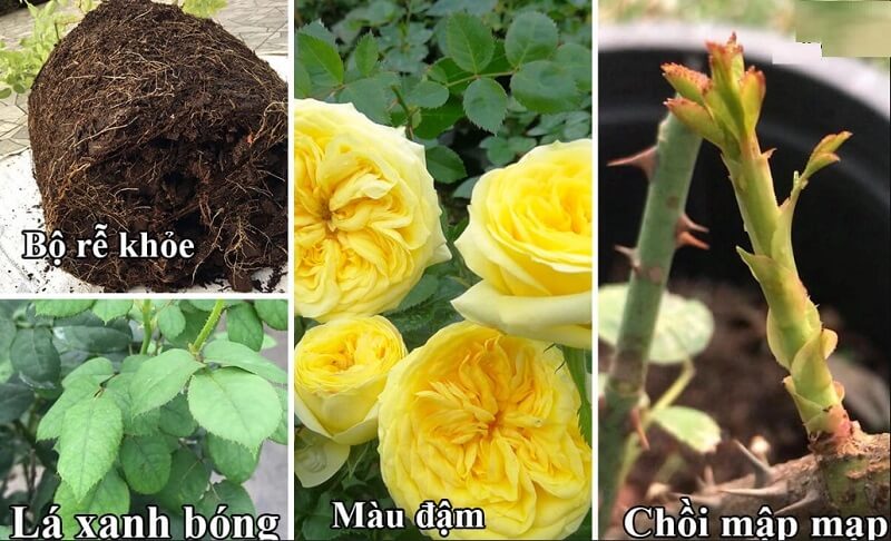 Tác dụng to lớn do phân bón hóa học mang đến cho cây trồng