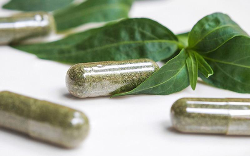 Xuyên tâm liên và tác dụng trong đời sống