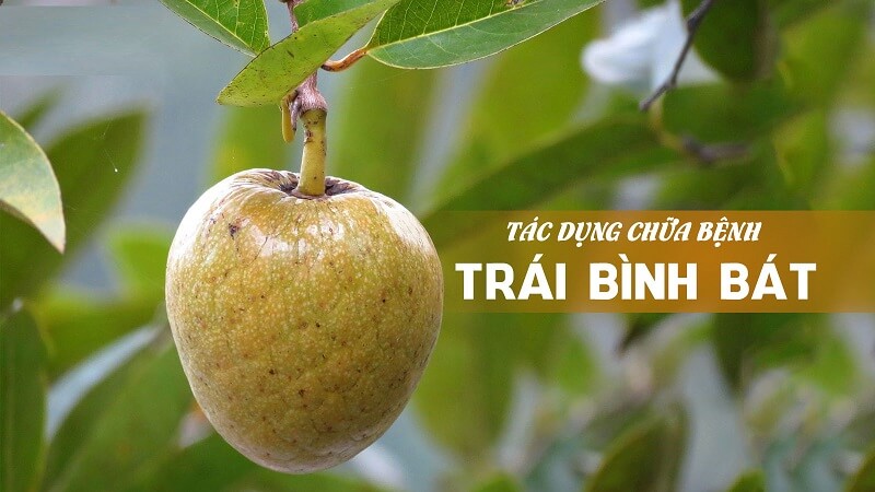 Khám phá ngay tác dụng của bình bát cho sức khỏe