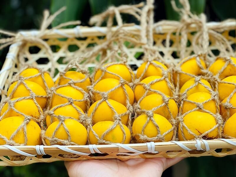 Quả thị mang theo nhiều công dụng tốt, bạn nên biết để tận dụng