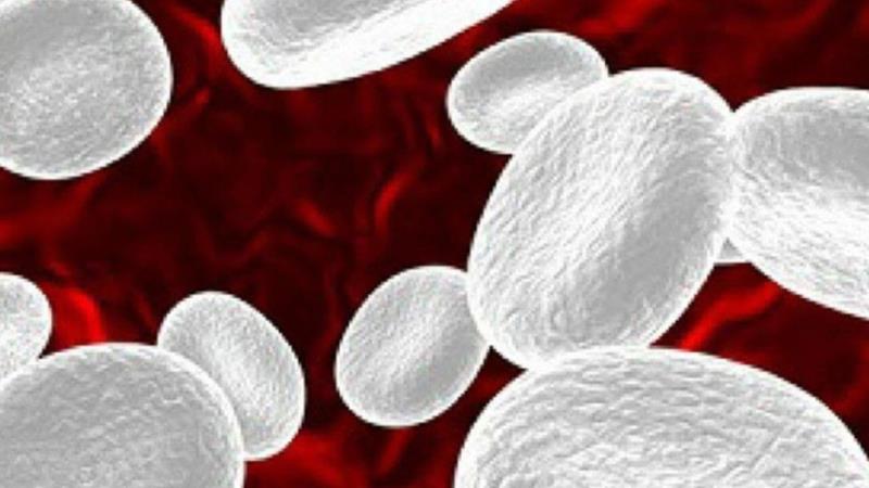 Tăng bạch cầu - Nguyên nhân và triệu chứng