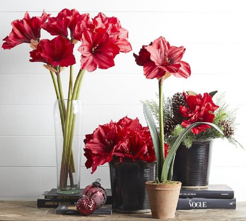 Hãy tặng hoa Amaryllis cho người phụ nữ bạn yêu thương