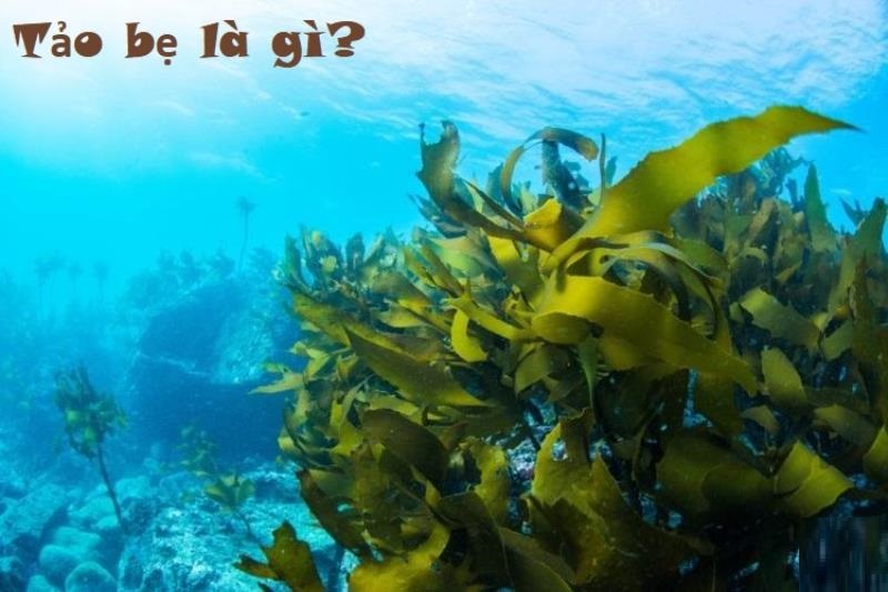 Bạn đã biết tảo bẹ là gì hay chưa