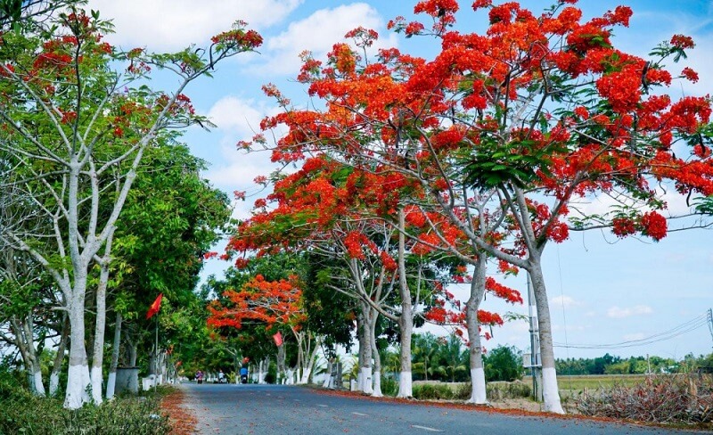 Tạo vẻ đẹp cho đường phố