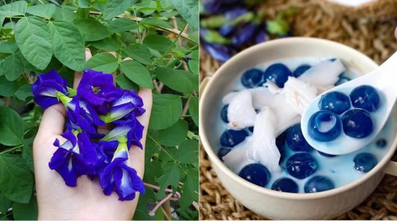 Hoa đậu biếc tạo màu cho thực phẩm