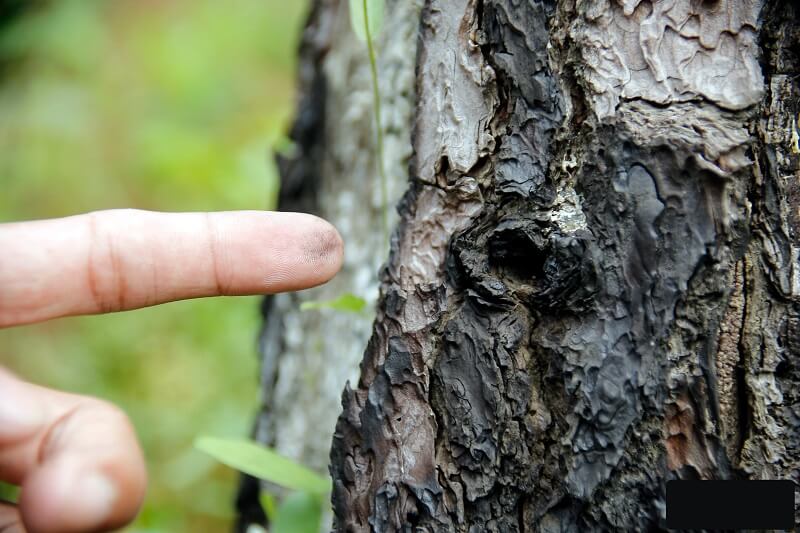 Xén tóc thường để lại mùn gỗ sau khi ăn