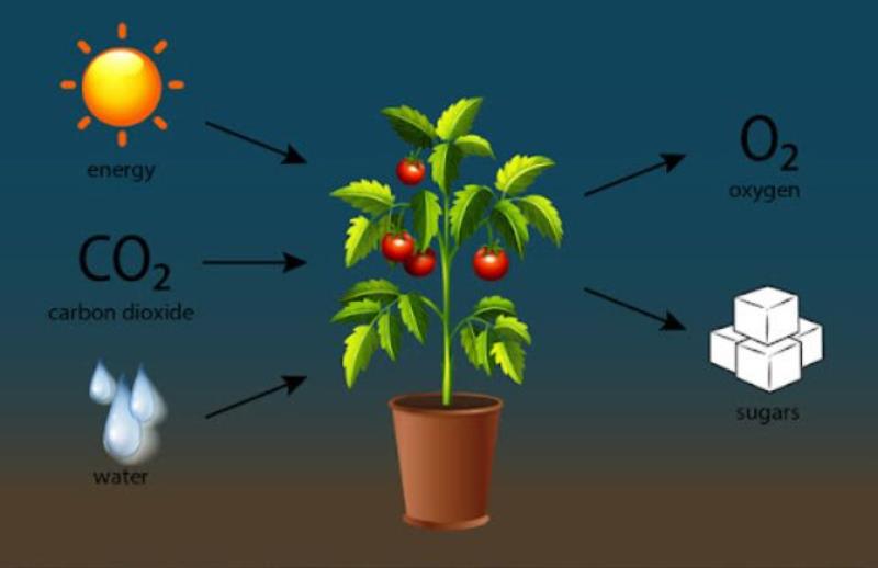 Tất cả thực vật đều phải quang hợp đúng hay sai