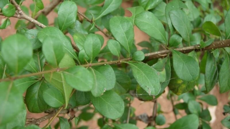 Được làm từ lá cây găng