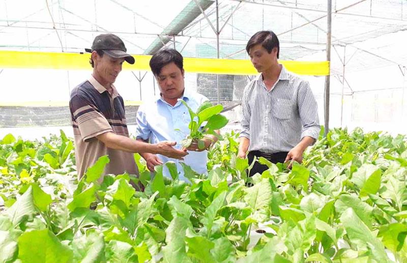 Thâm canh bắt nguồn từ đâu