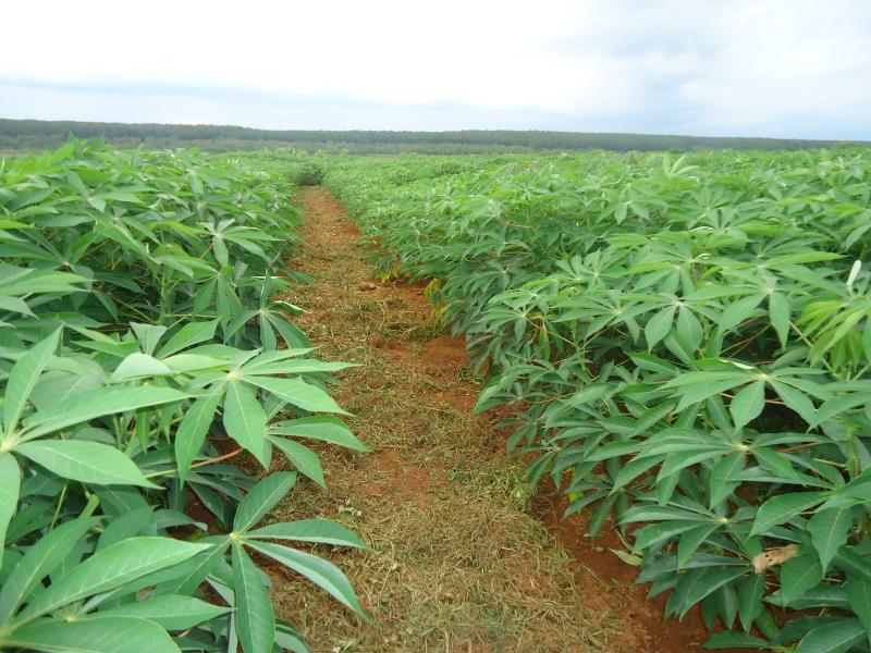 Thâm canh có thể được áp dụng vào mô hình Farmstay