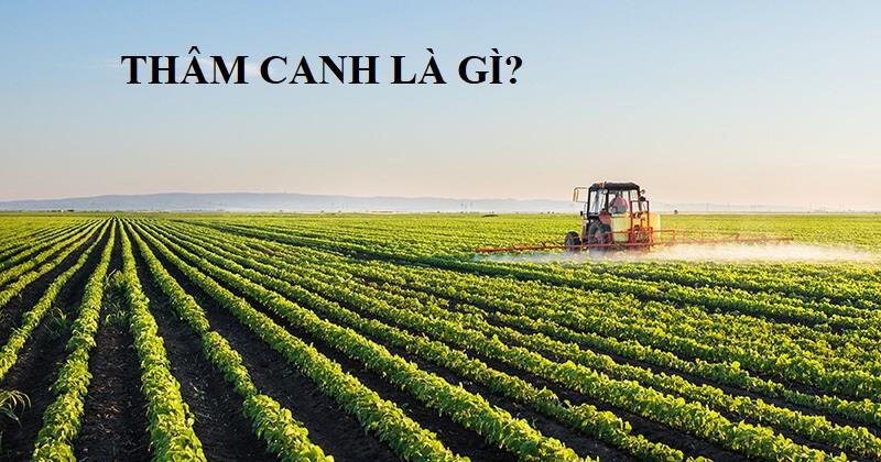 Thâm canh là gì bạn đã hiểu rõ