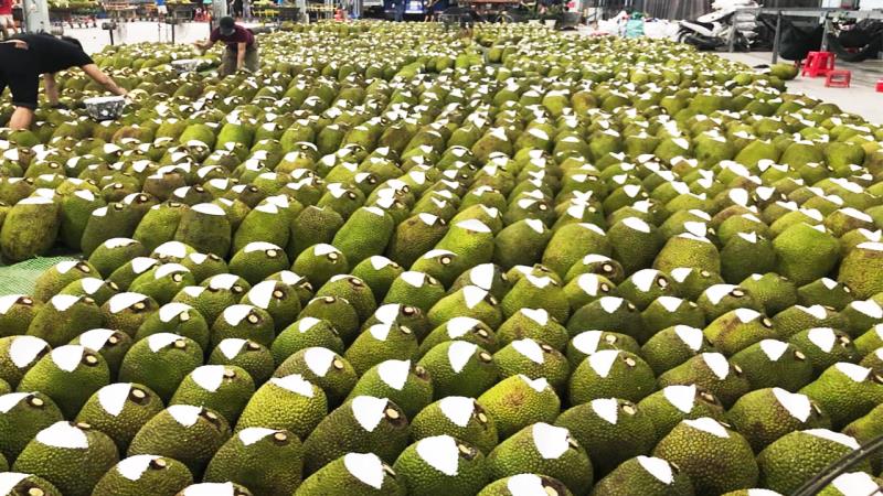 Có thể thu mua nông sản bằng hộ kinh doanh hoặc thành lập doanh nghiệp