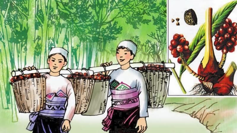 Khám phá về thảo quả