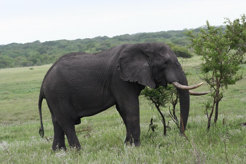Voi ăn trung bình khoảng 17 - 19 giờ trong một ngày