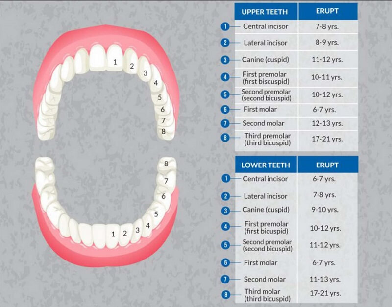 Răng sữa bắt đầu mọc lúc 6 tháng tuổi
